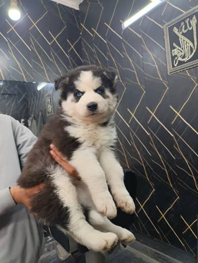 husky female puppies
