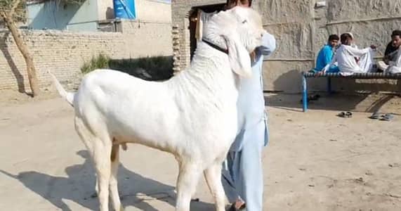 Mashallah bahut pyara Bakra for sale/ +03102729869