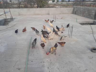 desi murghyan for sale