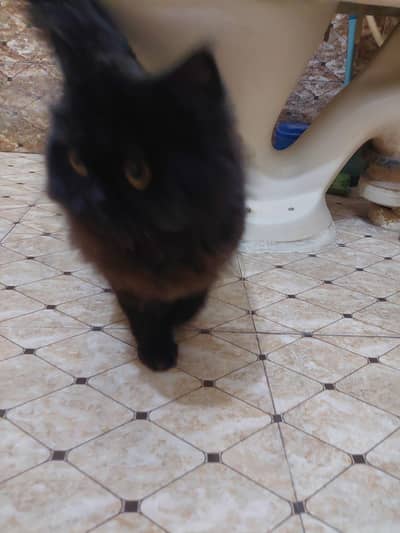 persian Female For Sale