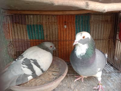 Pigeon Pair's All Two All For Sale