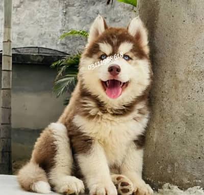 husky puppies 03111968618