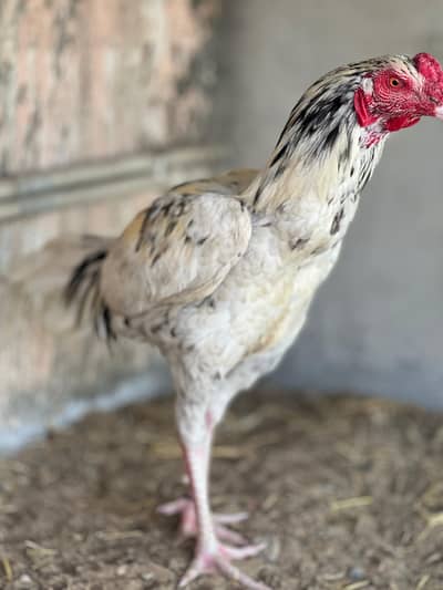 aseel java male and aseel cheena male