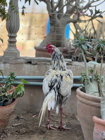 aseel java male and aseel cheena male