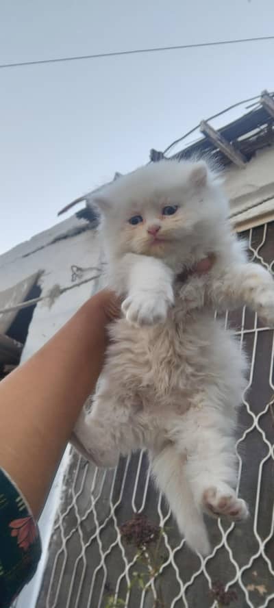 cute kitten 03107000550