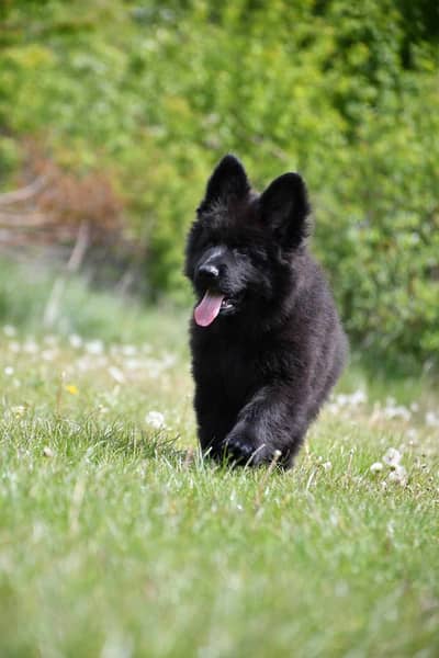 Black shepherd | gsd | Puppy | Shepherd Dog | Puppies | Long Coat