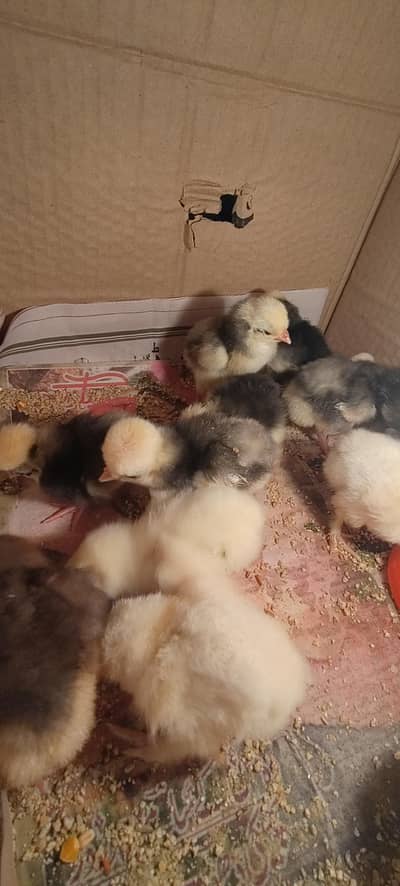 Cuckoo Polish Chicks | Golden Buff Chicks