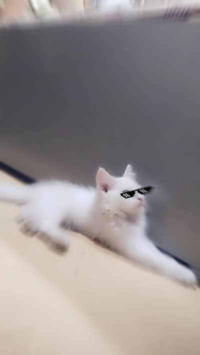 cat full comparative with childrens