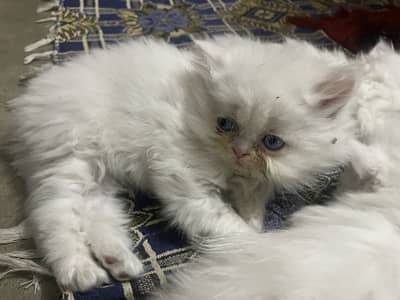 Persian triple coat blue eyes kittens