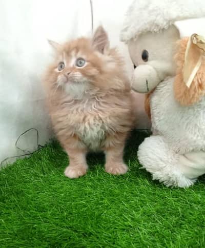 Long coat Persian kitten pair