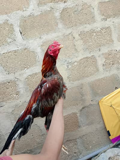 Mashallah Quality Wala sleta pattha 03422719740