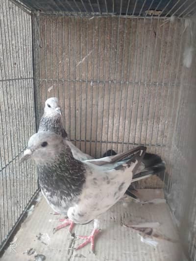 pure Indian bajrai pair