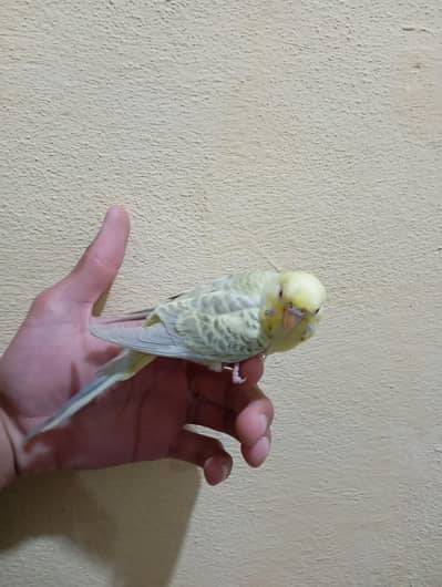 beautyfull fellow Biggies pair for sale