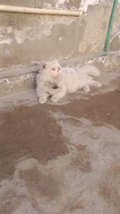 White Persian Cat