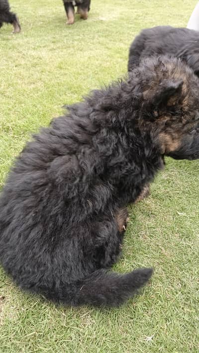 Long coat German shepherd puppies