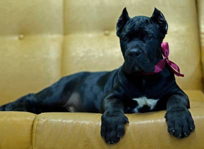 Cane Corso Puppy | cane corso Dog | Puppies | Imported Breed