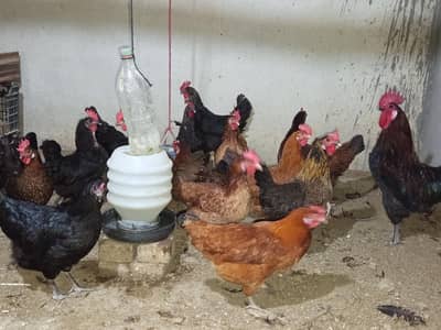 18 Hens and 1 Rooster (Male)