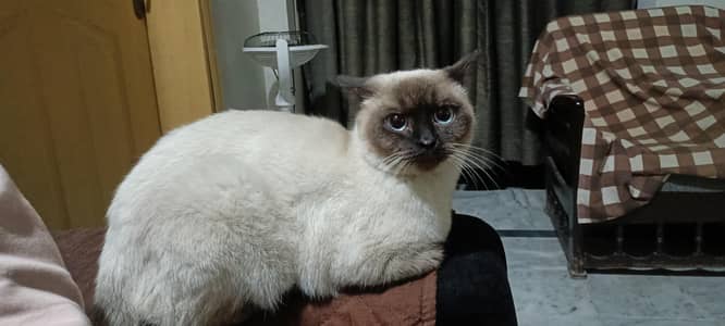 Male Siamese cat for sale