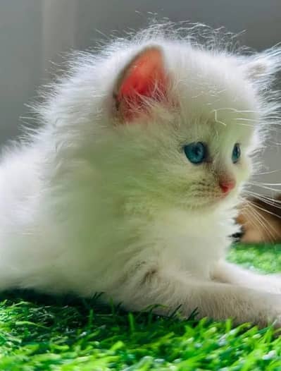 Persian kitten Cash On Delivey WhatsApp number 03278995700