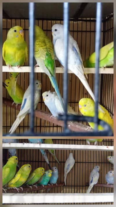 astrallian birds/((03206441878))