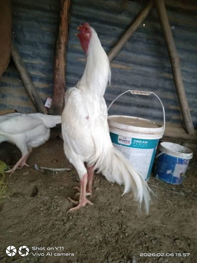 White Shamo Pair | Japanese Shamo Murga | White Aseel Shamo Murgi