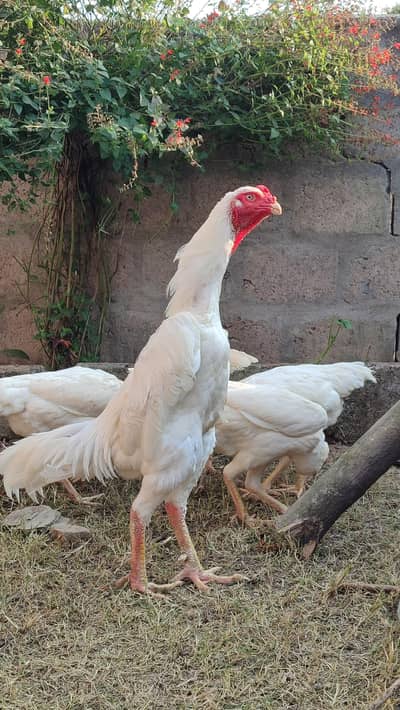 White Shamo Pair | Japanese Shamo Murga | White Aseel Shamo Murgi