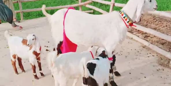 3 Bacchon Ka Sath Desi Bakri For Sale/ +03102729682