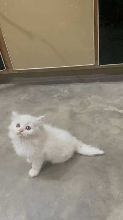 Persian kitten / Triple coated white kitten/ 03247637801 WhatsApp