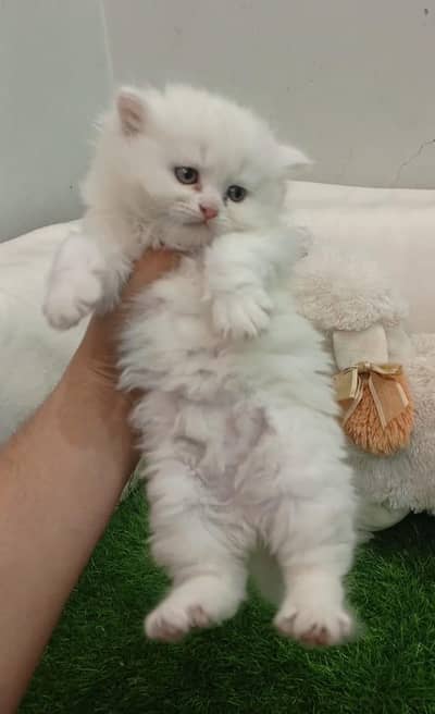 White Female Persian kitten
