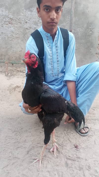 aseel mushka Madi para