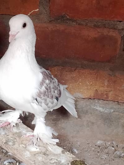 Gray Cocktail Female