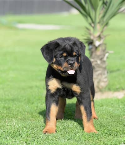 Rottweiler puppies | Dog Puppy | Punch Face Puppy for sale