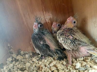 cockatiel baby 25 days