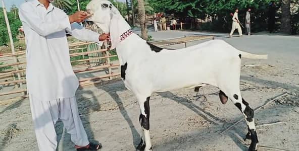 Bakra for sale/ +03102729682