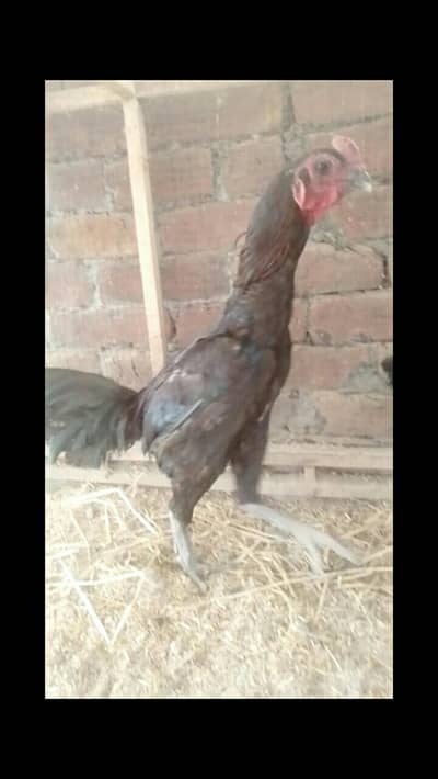 dragon egg available 03294325545