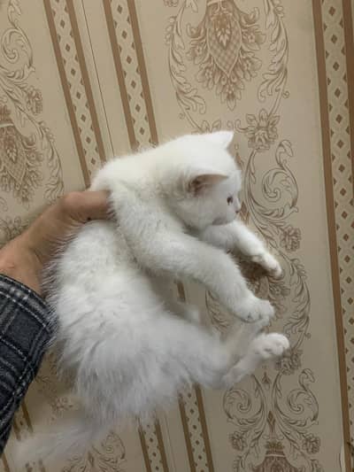 persian kitten double coat white colour