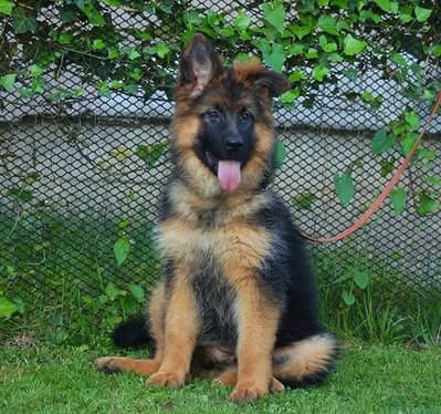 German shepherd | gsd | Puppy | Shepherd Dog | Puppies | Long Coat