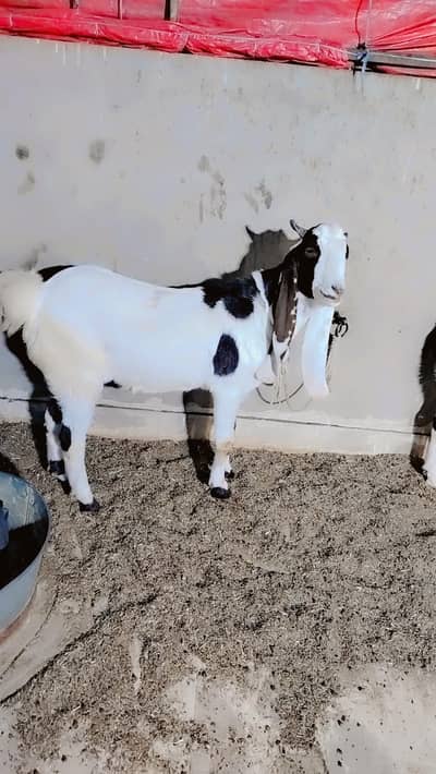 Gulabi Ablaq Khassi bakra 03342637391