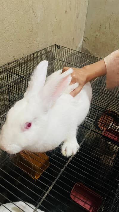New zealand white rabbit breed