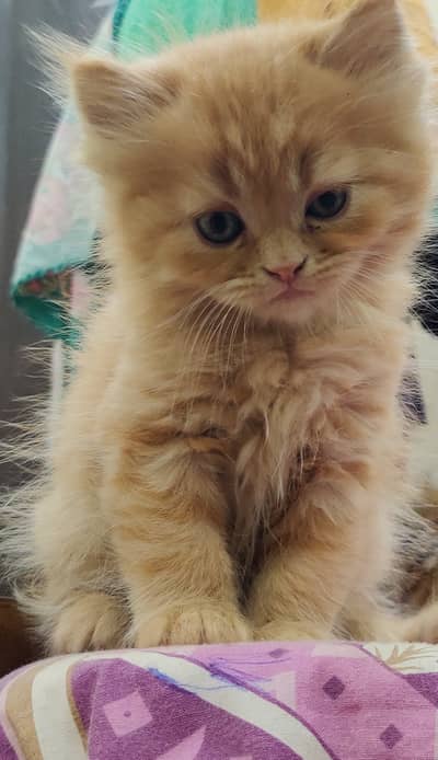 Tripple Coated persian Kittens for sale