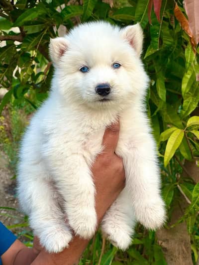 White Husky Puppy | Husky | Wolly coat | Dog Puppies sale
