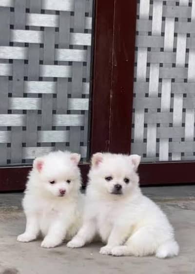 Russian puppies 03111968618