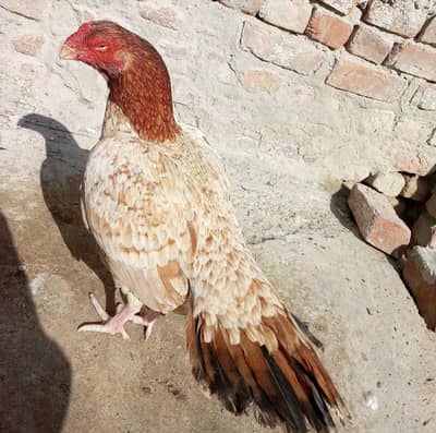 Parrot face female. .