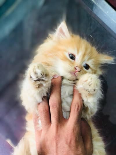 2 double coated Persian kittens