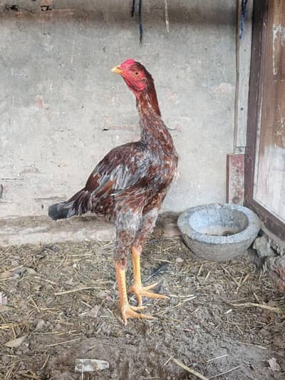 aseel patha for sale whatsapp number 03001670783