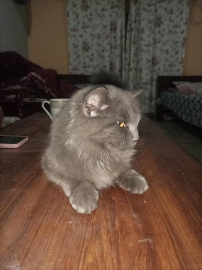Pure Persian Cat for Sale – Healthy & Cute  Description: