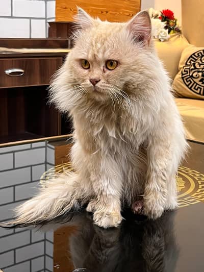 persian cat for sale triple coat whatsapp number "03188342299"