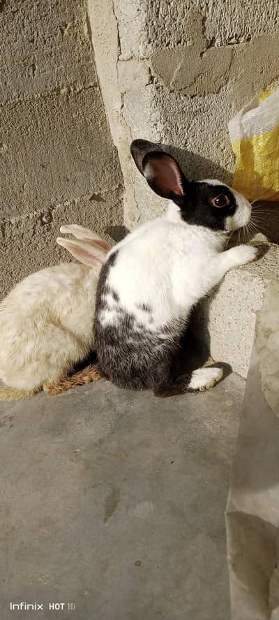 Rabbit 4