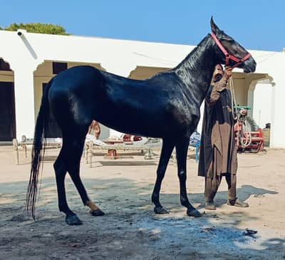 brand ghori Ravi breed hight 62