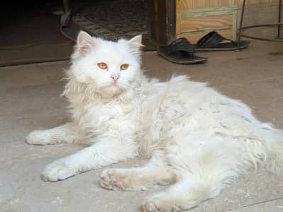 Pure Persian Triple Coat Cat for Sale